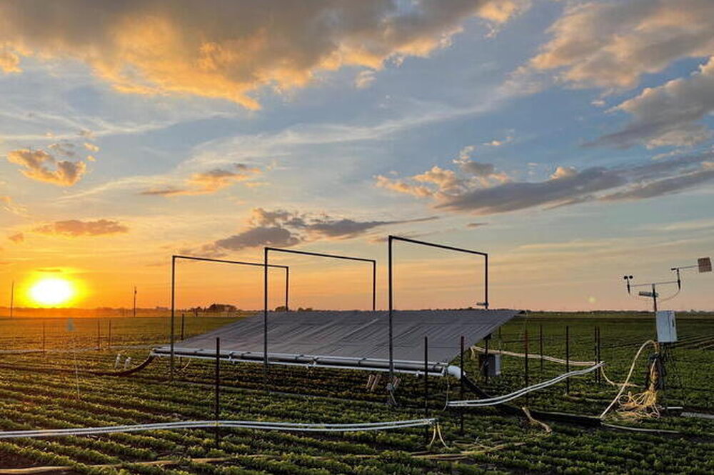 A photo of a field at sunset with a rain canopy over a part of it
